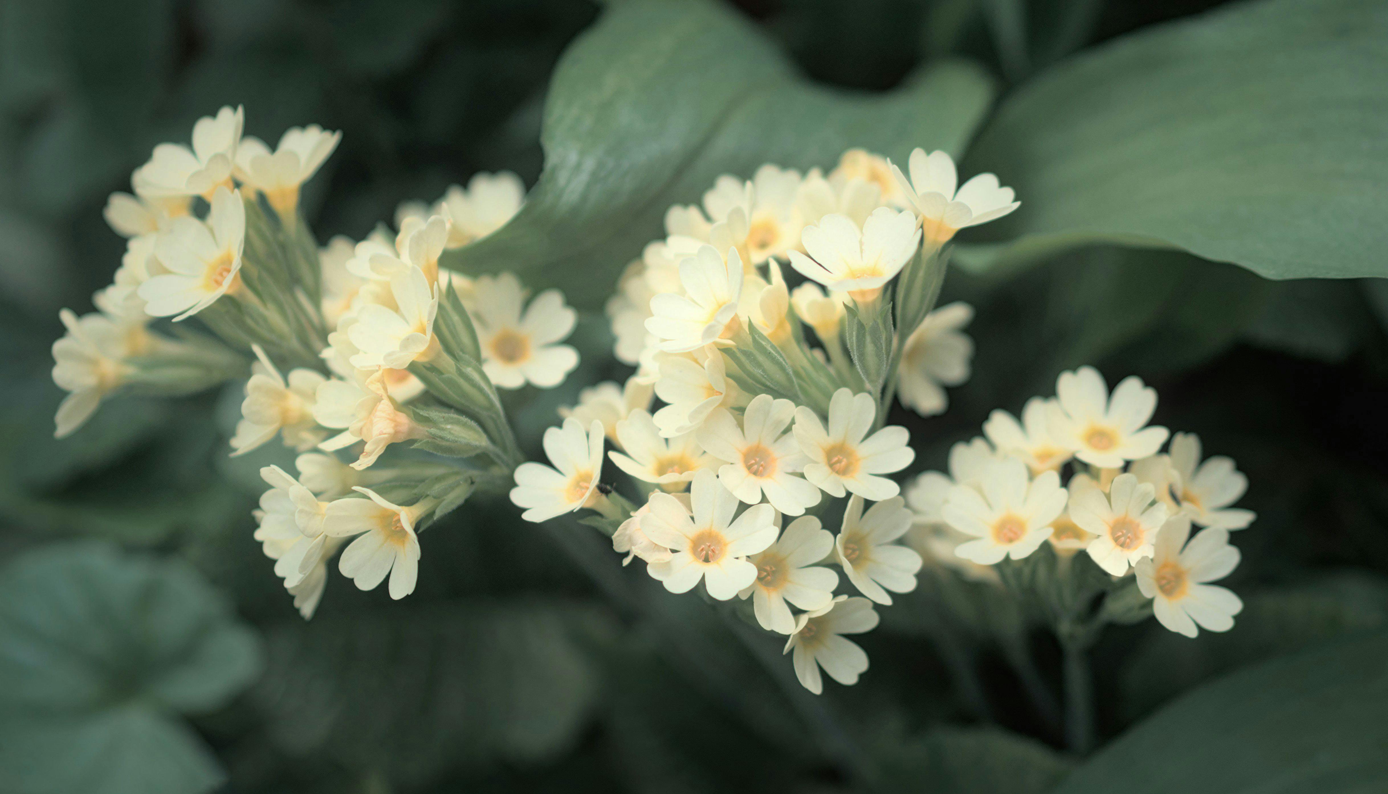 Gardening Skills Development